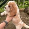 Beagle puppies for sale under $300 near me
