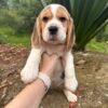Lemon beagle puppy