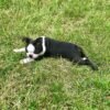 Boston terrier puppies for sale under $500 near me