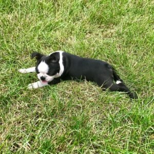 Boston terrier puppies for sale under $500 near me
