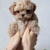 Maltipoo puppies for sale under $400