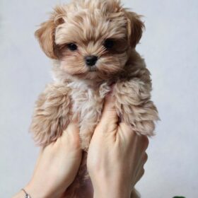 Maltipoo puppies for sale under $400