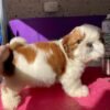 Shih tzu puppies for sale under $500 near me