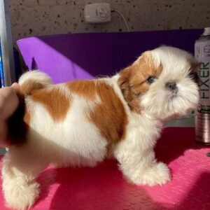 Shih tzu puppies for sale under $500 near me