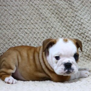 English bulldog puppies for sale in texas under 1000