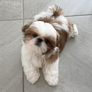 Teacup shih-tzu puppies for sale under $500 near me