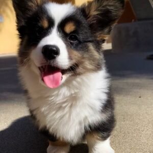 Cheap corgis for sale