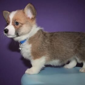 Corgi puppies for sale Tampa
