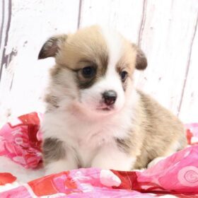 Pembroke welsh corgi puppies