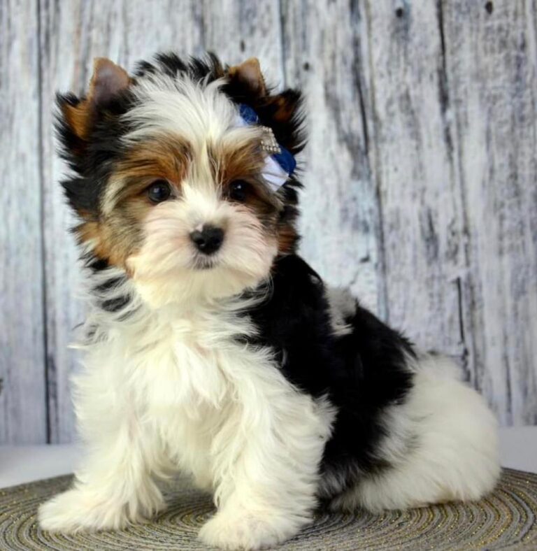 Yorkie Poo Puppies For Sale In South Carolina Yorkie Poo Pups Americanlisted