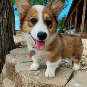 how much are corgi puppies