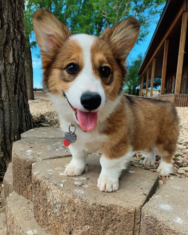 how much are corgi puppies