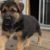 German shepherd puppies for sale in ohio under $400