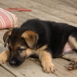 German shepherd puppies for sale in ohio under $400