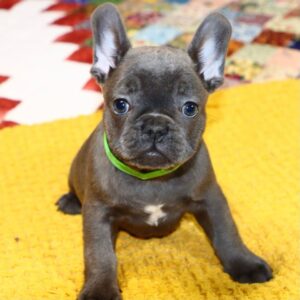 French bulldog puppies for sale in pa under $500