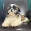 Shih tzu puppies for sale under $300 near me