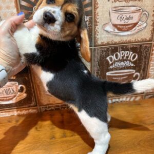 Pocket beagle for sale