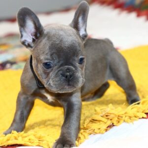 French bulldog puppies for sale in Indiana under $500