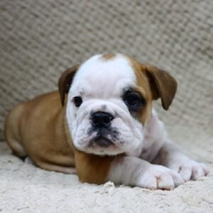 English bulldog puppies for sale in texas under 1000