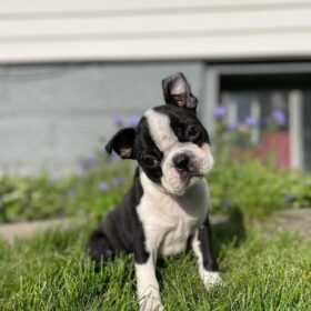 Boston terrier puppies for sale under $200