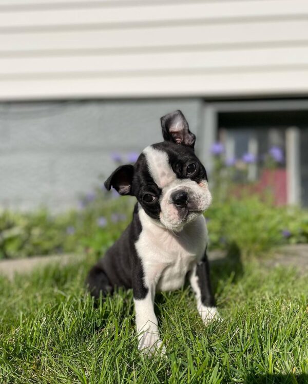 Boston terrier puppies for sale under $200