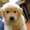 Golden retriever puppies for sale in Texas under $1000