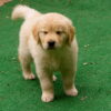 Golden retriever puppies for sale in Texas under $1000