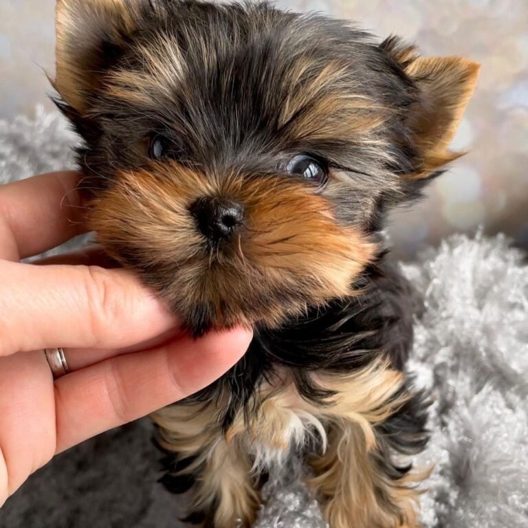 Theyre Selling Fast Teacup Yorkies For Sale Up To 400 Right Now - uujn2u2