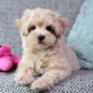 Maltipoo puppies for sale near me under 500
