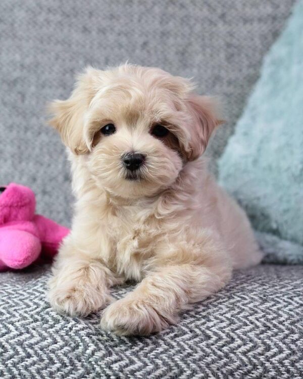 Maltipoo puppies for sale near me under 500