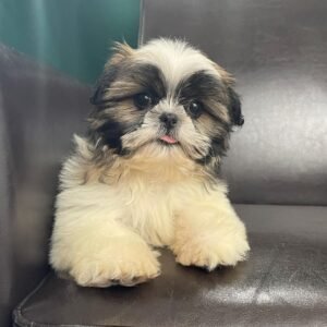 Shih tzu puppies for sale under $300 near me