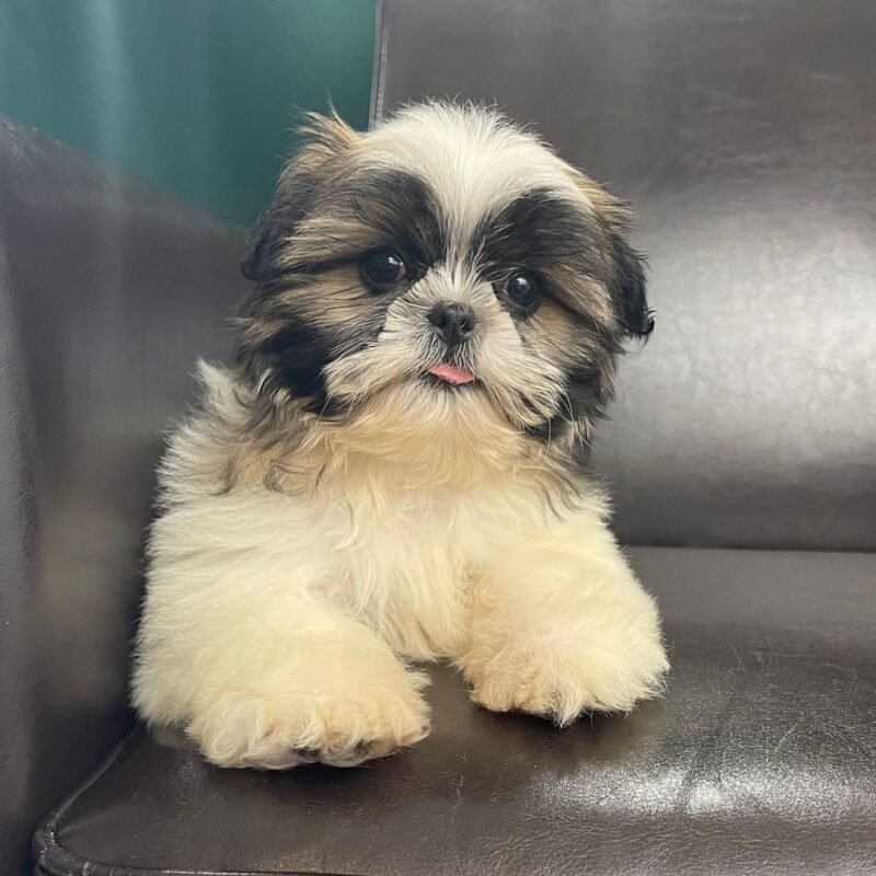 Shih tzu puppies for sale under 300 craigslist/Shih tzu craigslist