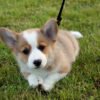 Pembroke welsh corgi Puppies
