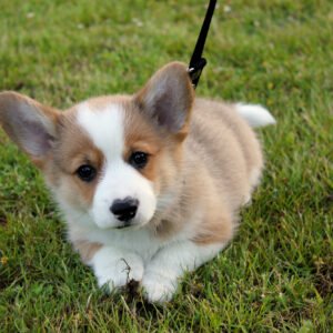Pembroke welsh corgi Puppies