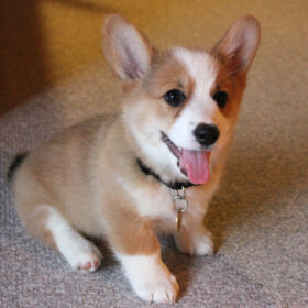 Pembroke welsh corgi Puppies