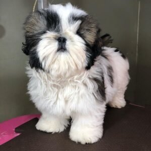 Shih tzu puppies for sale under $800
