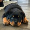 Rottweiler puppies for sale in pa under $500