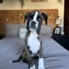 Boxer puppies for sale in ohio under $300