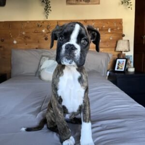 Boxer puppies for sale in ohio under $300