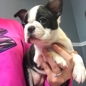 Boston terrier puppies for sale under $300