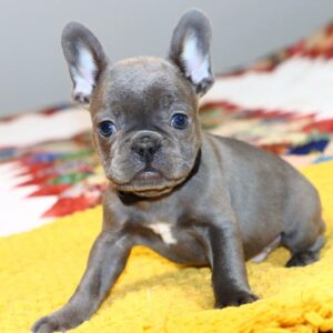 French bulldog puppies for sale in Indiana under $500