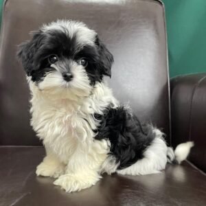 Morkie puppies for sale under $500
