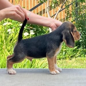 Beagle puppies for sale under $200