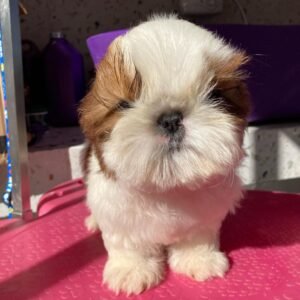Shih tzu puppies for sale under $500 near me