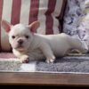 Teacup french bulldog puppies for sale under 1000