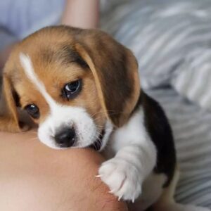 Beagles for sale near me under $500