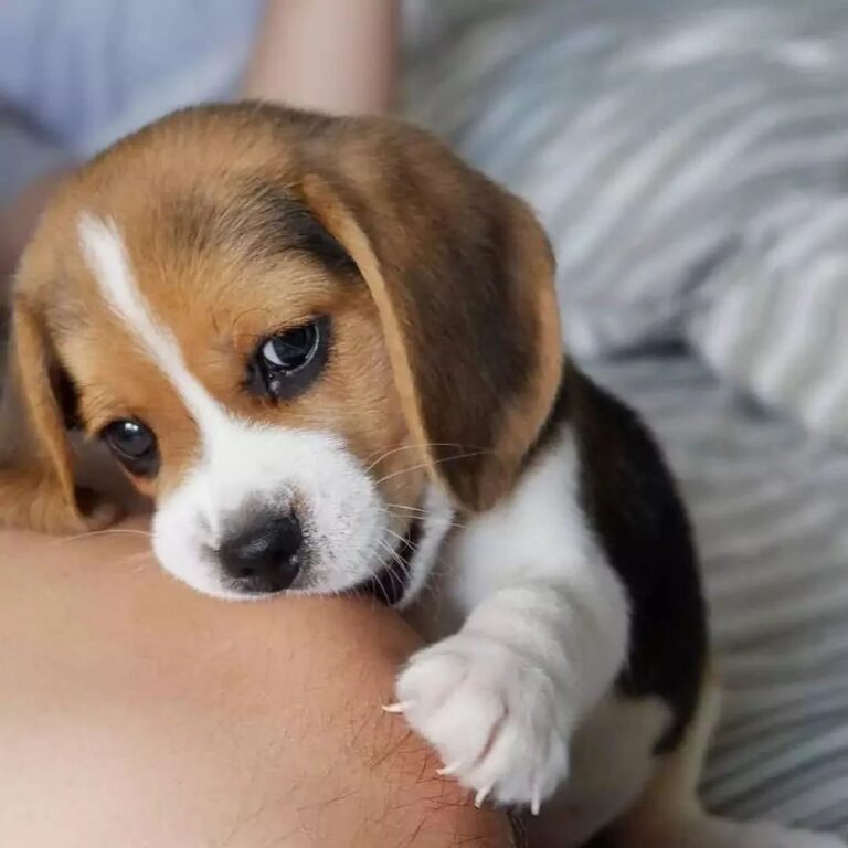 Beagles for sale near me under 500/Beagles puppies for sale