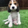 Beagle puppies for sale under $300