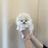 Pomeranian puppies for sale in ohio under $400