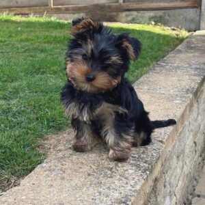 Average lifespan of a Yorkie